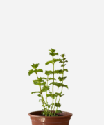 Hortelã Crespa (<em>Mentha spicata var. crispa</em>)