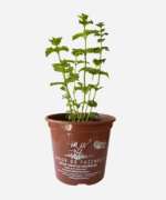 Hortelã Crespa (<em>Mentha spicata var. crispa</em>) - Imagem 2