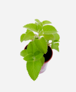 Hortelã do Norte (<em>Plectranthus amboinicus</em>) - Imagem 3