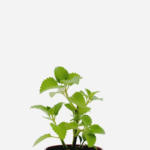 Hortelã do Norte (<em>Plectranthus amboinicus</em>)