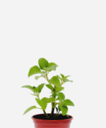 Hortelã do Norte (<em>Plectranthus amboinicus</em>)