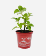 Hortelã do Norte (<em>Plectranthus amboinicus</em>) - Imagem 2