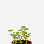 Hortelã Pimenta (<em>Mentha</em> x <em>piperita</em>)