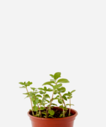 Hortelã Pimenta (<em>Mentha</em> x <em>piperita</em>)