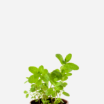 Hortelã Portuguesa (<em>Mentha suaveolens</em>)