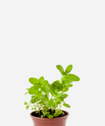 Hortelã Portuguesa (<em>Mentha suaveolens</em>)