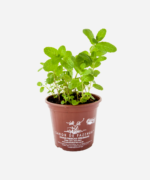 Hortelã Portuguesa (<em>Mentha suaveolens</em>) - Imagem 2