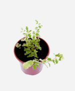 Hortelã Variegata (<em>Mentha suaveolens</em> <em>'Variegata'</em>) - Imagem 3