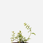 Hortelã Variegata (<em>Mentha suaveolens</em> <em>'Variegata'</em>)