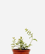 Hortelã Variegata (<em>Mentha suaveolens</em> <em>'Variegata'</em>)