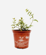 Hortelã Variegata (<em>Mentha suaveolens</em> <em>'Variegata'</em>) - Imagem 2