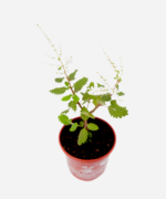 Incenso/Mirra (<em>Tetradenia riparia</em>) - Imagem 3