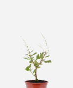 Incenso/Mirra (<em>Tetradenia riparia</em>)