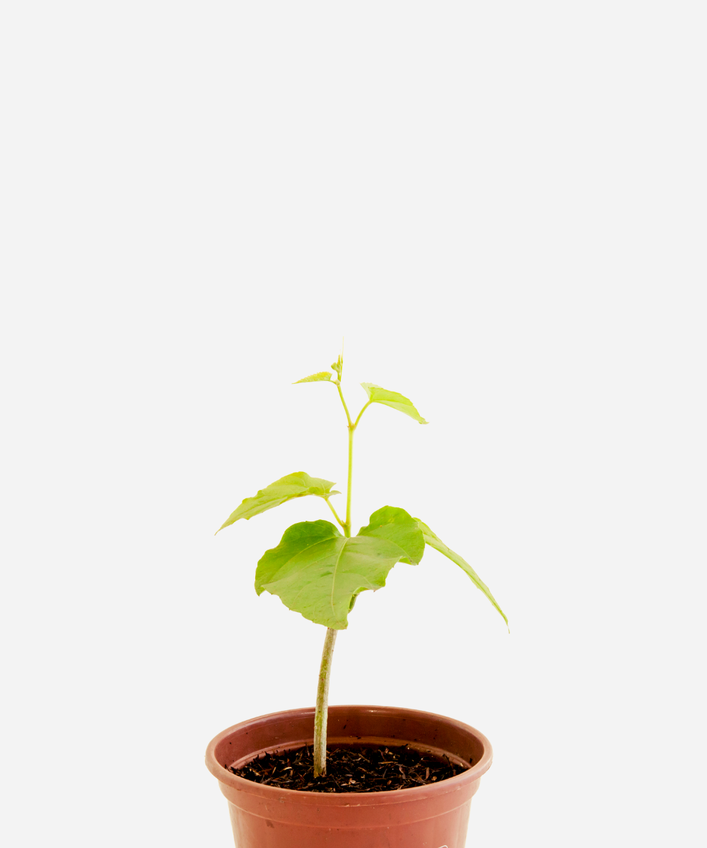 INSULINA-CORTECIMA.png Insulina (<em>Cissus verticillata</em>) - Imagem 1