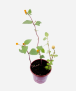 Jambú/Agrião do Pará (<em>Acmella oleracea</em>) - Imagem 3