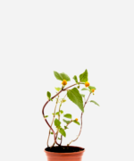 Jambú/Agrião do Pará (<em>Acmella oleracea</em>)