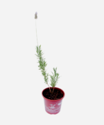 Lavanda (<em>Lavandula dentata</em>) - Imagem 3