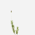 Lavanda (<em>Lavandula dentata</em>)