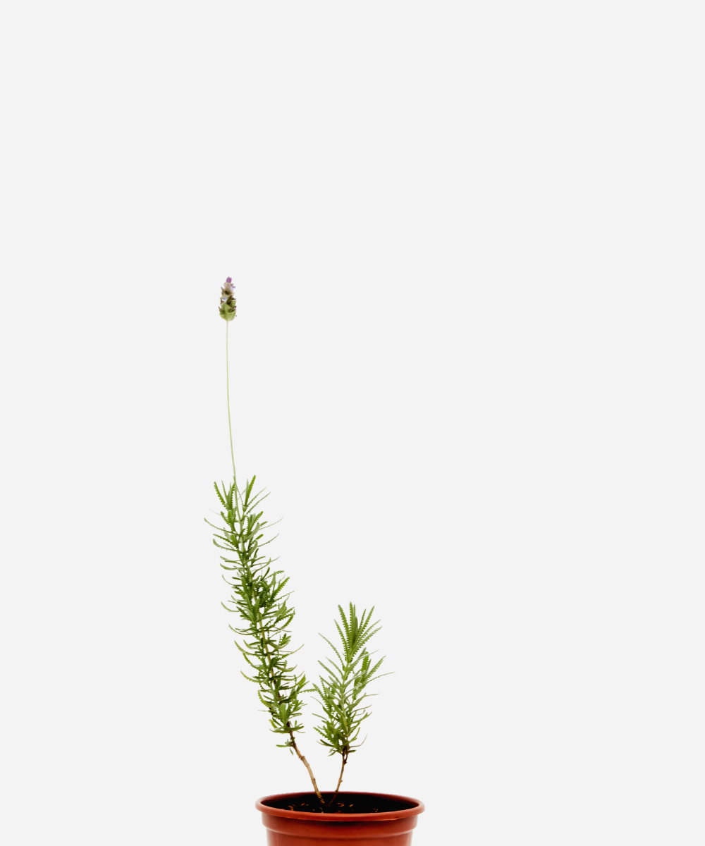 LAVANDA-CORTECIMA.png Lavanda (<em>Lavandula dentata</em>) - Imagem 1