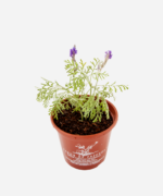 Lavanda Multifida (<em>Lavandula multifida</em>) - Imagem 3