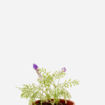 Lavanda Multifida (<em>Lavandula multifida</em>)