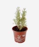 Santolina (<em>Santolina chamaecyparissus</em>) - Imagem 3