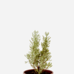 Santolina (<em>Santolina chamaecyparissus</em>)