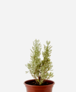 Santolina (<em>Santolina chamaecyparissus</em>)