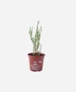 Lavanda Stoechas (<em>Lavandula stoechas</em>) - Imagem 2