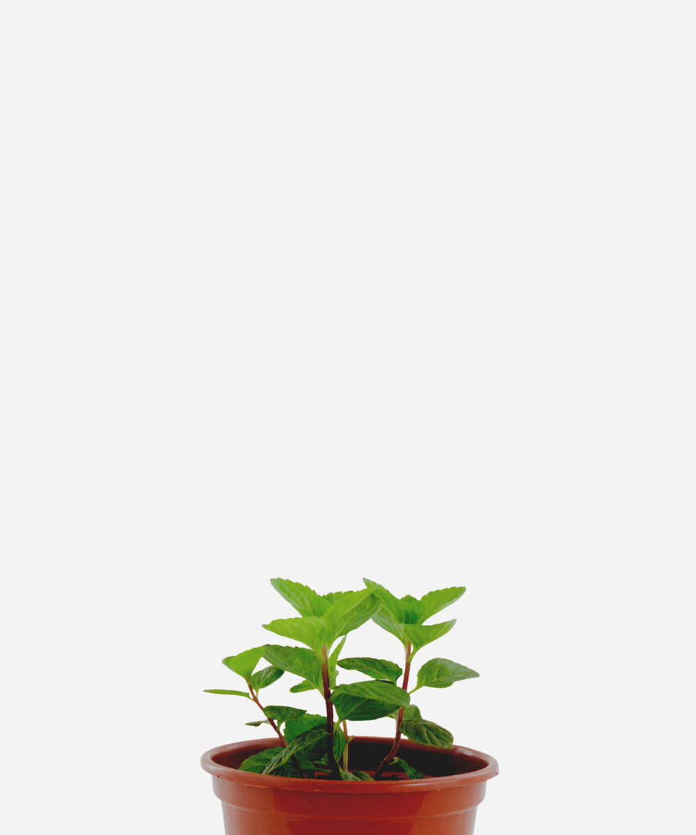 LEVANTE-CORTECIMA.png Levante (<em>Mentha viridis</em>) - Imagem 1