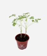Losna (<em>Artemisia absinthium</em>) - Imagem 3