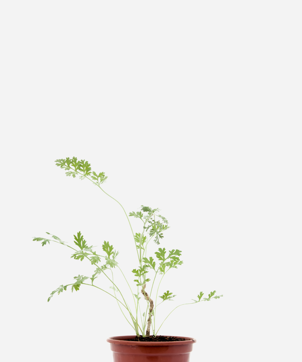 LOSNA-CORTE.png Losna (<em>Artemisia absinthium</em>) - Imagem 1