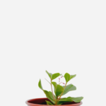 Major Gomes (<em>Talinum paniculatum</em>)