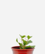Major Gomes (<em>Talinum paniculatum</em>)
