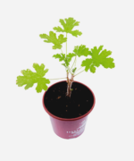 Malva (<em>Pelargonium graveolens</em>) - Imagem 3