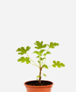 Malva (<em>Pelargonium graveolens</em>)