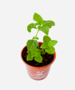 Anis/Aniseto - Manjericão (<em>Ocimum carnosum</em>) - Imagem 3