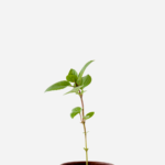 Manjericão Canela (<em>Ocimum basilicum </em> 'Cinnamon')