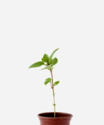 Manjericão Canela (<em>Ocimum basilicum </em> 'Cinnamon')