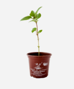 Manjericão Canela (<em>Ocimum basilicum </em> 'Cinnamon') - Imagem 2