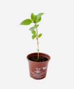 Manjericão Canela (<em>Ocimum basilicum </em> 'Cinnamon') - Imagem 3