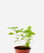 Manjericão Cânfora (<em>Ocimum kilimandscharicum</em>)
