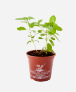 Manjericão Cânfora (<em>Ocimum kilimandscharicum</em>) - Imagem 2