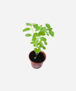 Manjericão Comum (<em>Ocimum basilicum</em>) - Imagem 3