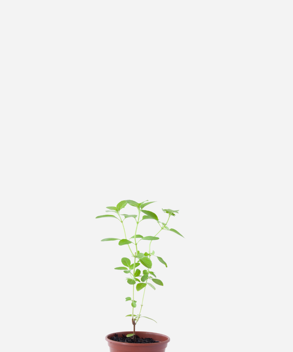 MANJERICAO-CORTE.png Manjericão Comum (<em>Ocimum basilicum</em>) - Imagem 1