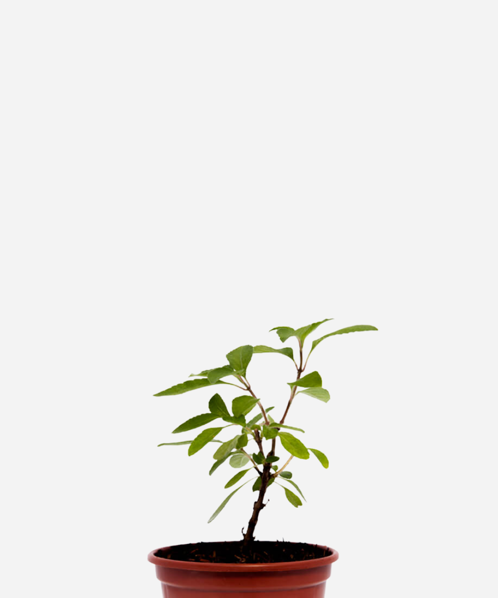 MANJERICAO-CRAVO-ALFAVACA-CORTE-1.png Manjericão Cravo/Alfavaca (<em>Ocimum gratissimum</em>) - Imagem 1
