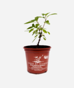 Manjericão Cravo/Alfavaca (<em>Ocimum gratissimum</em>) - Imagem 2