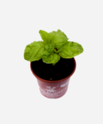 Manjericão Folha de Alface (<em>Ocimum basilicum </em>'Crispum') - Imagem 3
