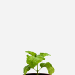 Manjericão Folha de Alface (<em>Ocimum basilicum </em>'Crispum')