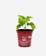 Manjericão Folha de Alface (<em>Ocimum basilicum </em>'Crispum') - Imagem 2